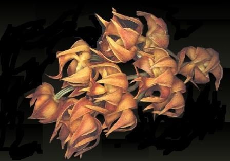 Mormodes maculata